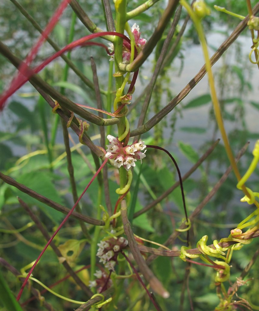 Cuscuta europaea